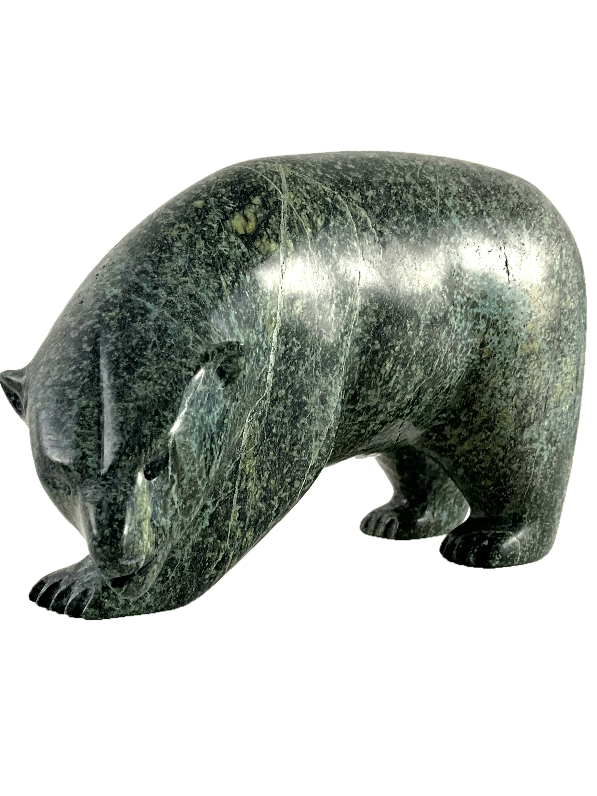 Polar bear by Noah Jaw