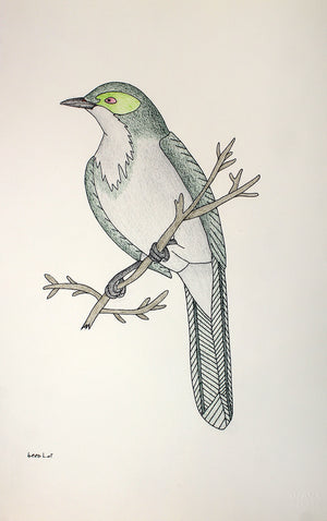 Vogel von Qavavau Manumie 